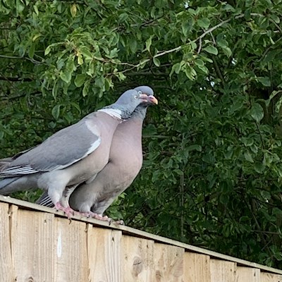 Apple Watch Morning All I M Trying To Find A Couch To 5k