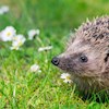 Hedgehoglady profile image