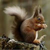 3Squirrels profile image