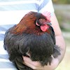 Chickens4ever profile image