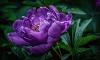 Purplepeonies profile image