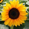 86flowers profile image