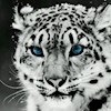 catdance profile image