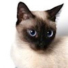 CatDV profile image
