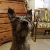deafhound profile image