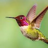 kolibri profile image
