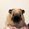 guinea1 profile image
