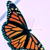Papillonia profile image