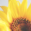 sunflowers95 profile image