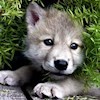 wolfbaby profile image