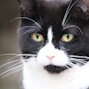 Tuxie profile image