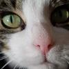 Gumbie_Cat profile image