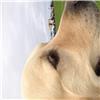 marleydog profile image