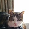 Kitten-kat23 profile image