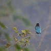 Kingfishers profile image