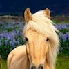 Poniesrfun profile image