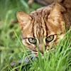 Zumba-kitty profile image