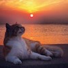 glowing_cat profile image