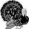 turkey2 profile image