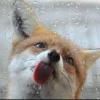 Foxfinch profile image