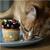 Catsandcupcakes profile image