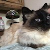 Diamond-kitty profile image