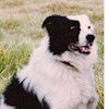 Collie-Dog profile image