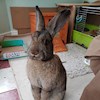 Bunny53 profile image