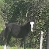 Horse12345 profile image