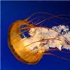 jellyfish2 profile image