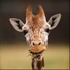 giraffe profile image