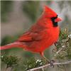Cardinal profile image
