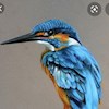 Kingfisher29 profile image