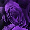 Purple_heart22 profile image
