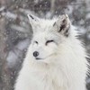 arctic_fox profile image