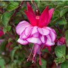 fuchsia-pink profile image