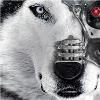 phantomwolf profile image