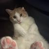 CatsandCars profile image