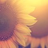 SunflowerTC profile image