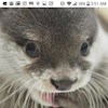 OtterChaaos profile image