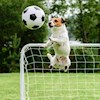 Soccer_dog profile image
