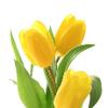 Yellow_tulip profile image