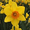 Daffodi1 profile image