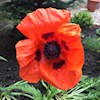 Orangerose profile image