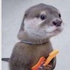 Otterfan profile image