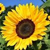 Sunflower-1 profile image
