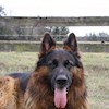 CanineCountry profile image