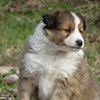 ladydog255 profile image