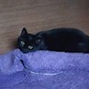 Blackcat666 profile image