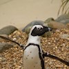 Penguins_81 profile image
